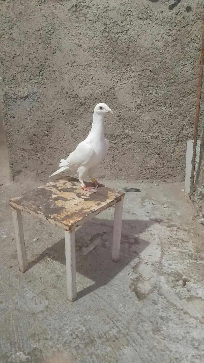 کبوترسفیدماده|پرنده|آشخانه, |دیوار