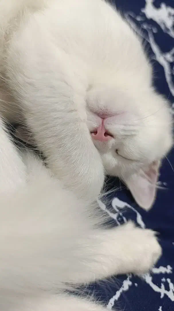 گربه خانگی|گربه|اهواز, حصیرآباد|دیوار