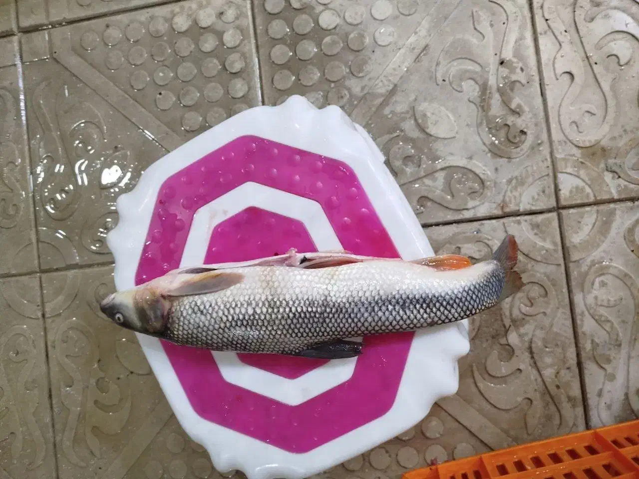 ارس ماهی|ماهی|صوفیان, |دیوار