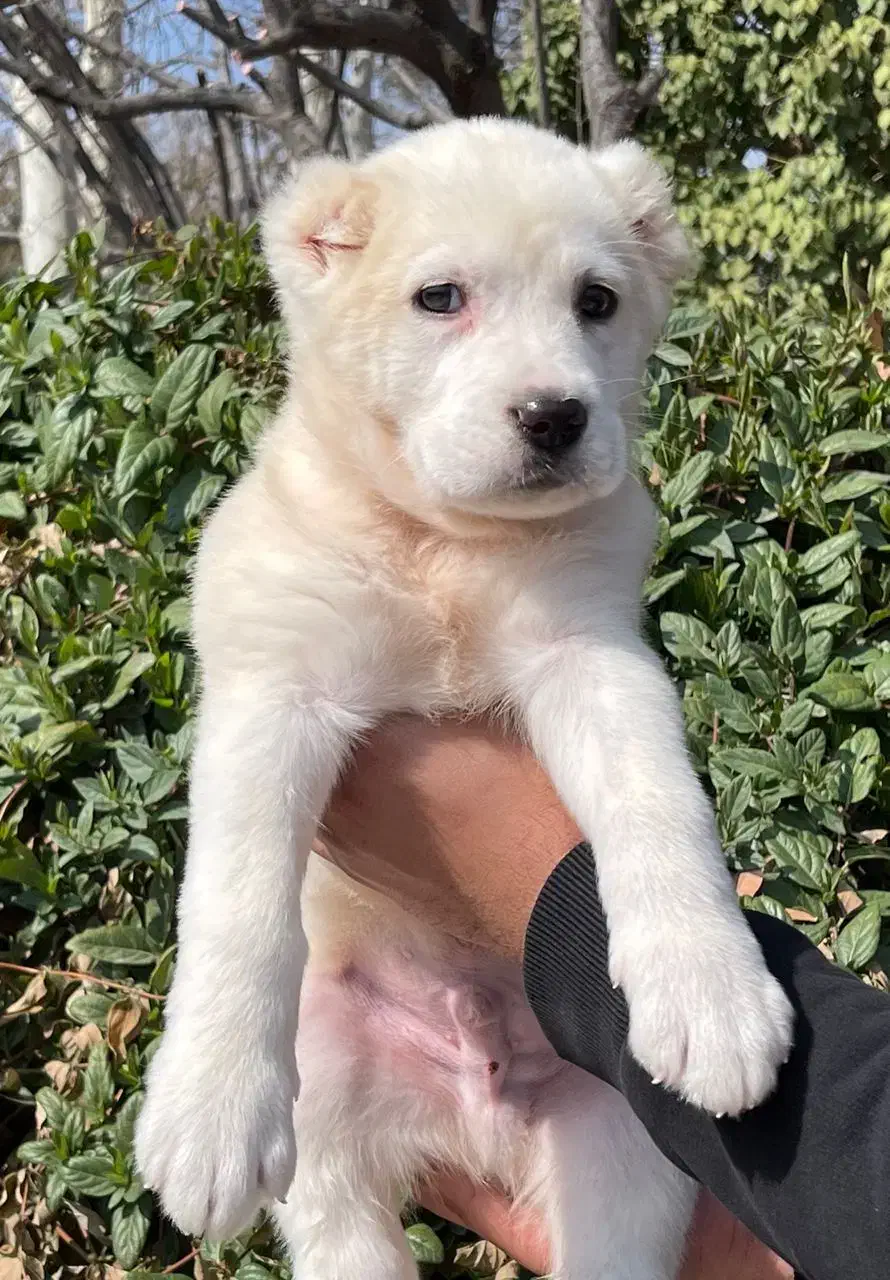 توله آلابای شجره دار|سگ|کرج, گوهردشت|دیوار