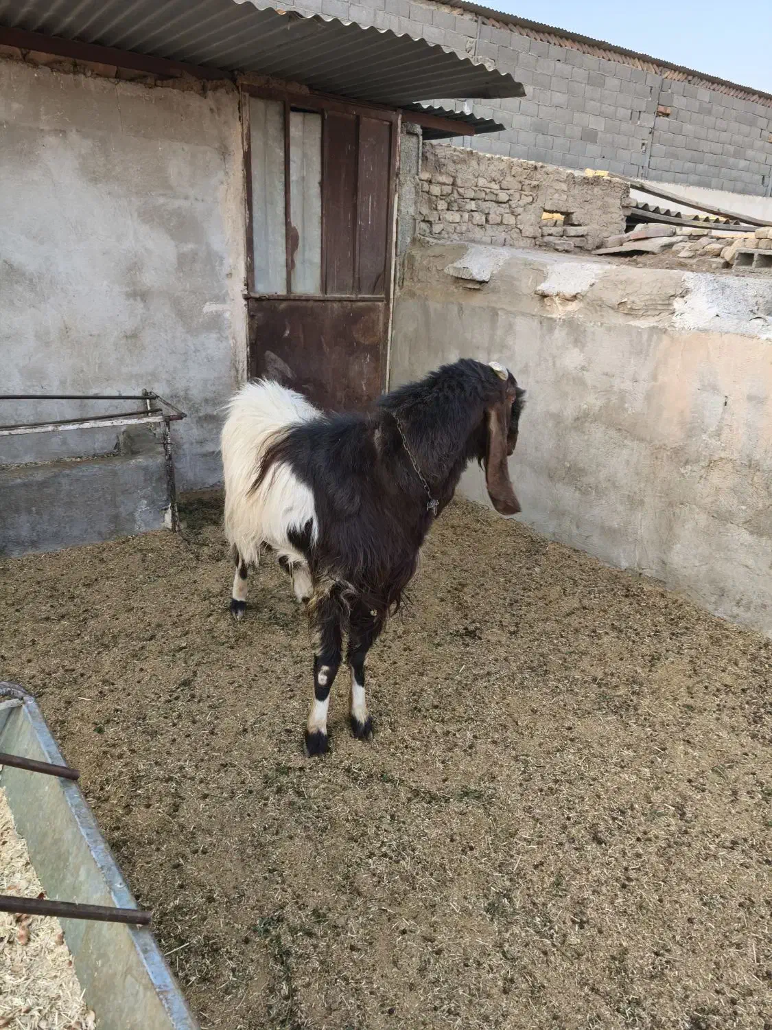 یک عدد نربز پاکستانی|حیوانات مزرعه|اسلامشهر, شهرک واوان|دیوار