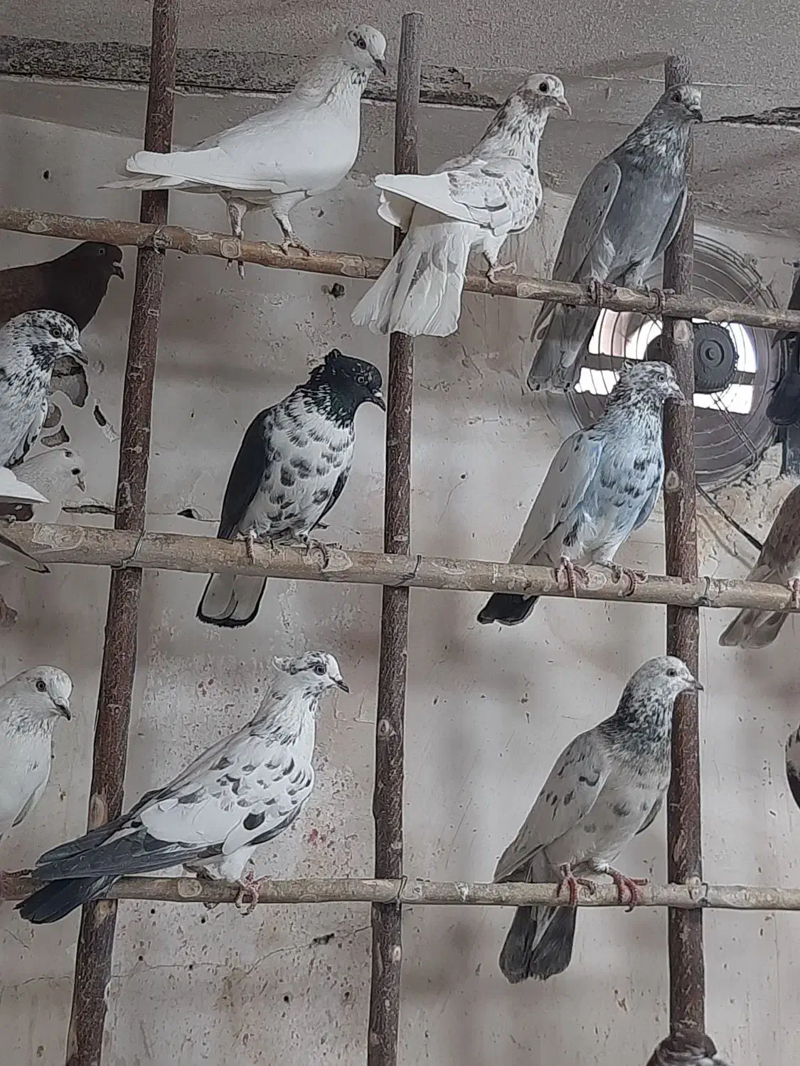 کبوتر پرشی گرو|پرنده|قم, چهار مردان|دیوار