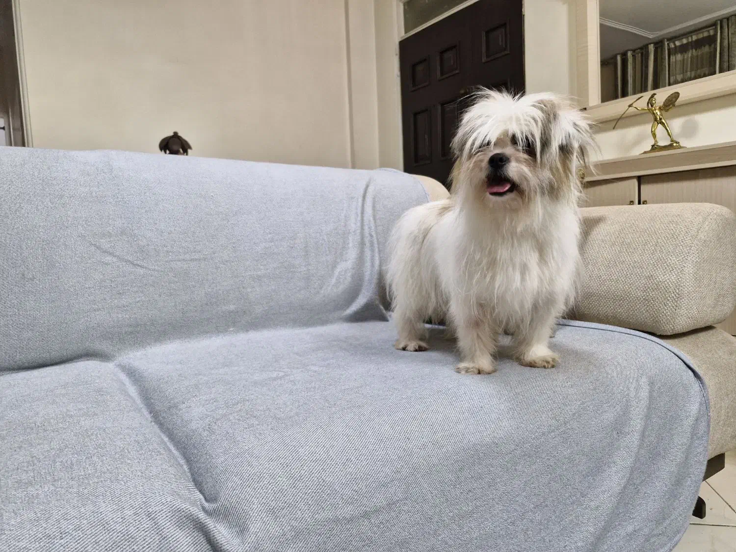 ماده شیتزو دو ساله|سگ|کرج, مهرویلا جنوبی|دیوار