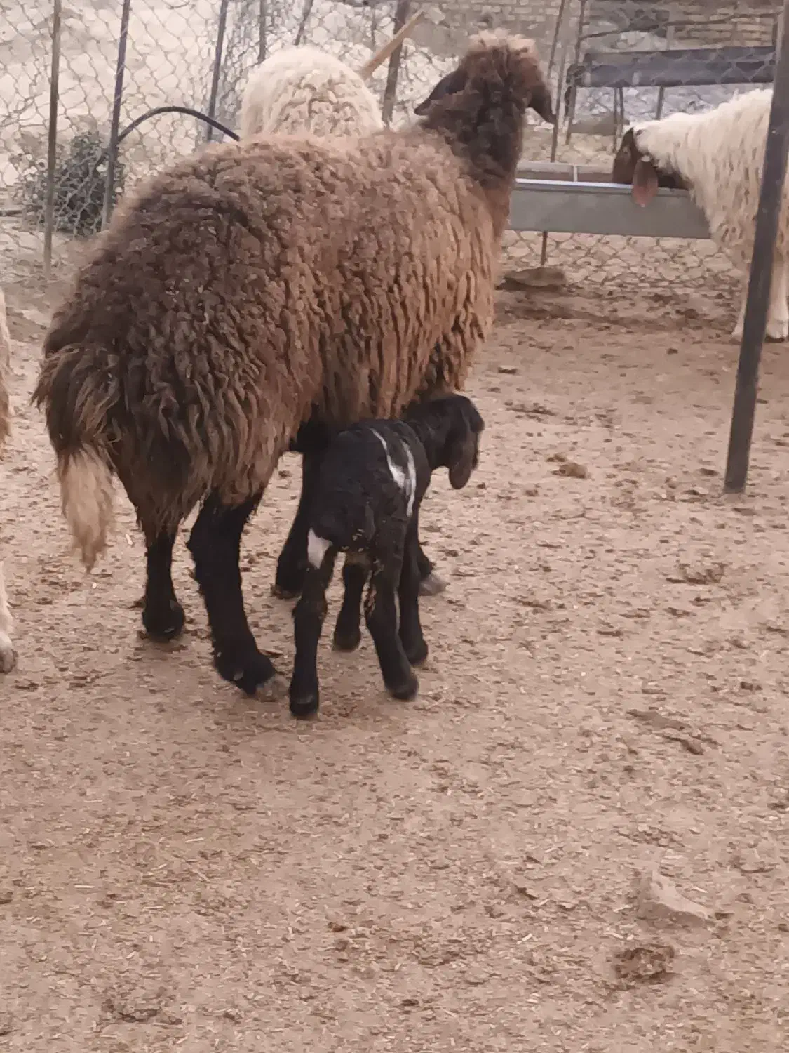 میش بره|حیوانات مزرعه|سیوان, |دیوار