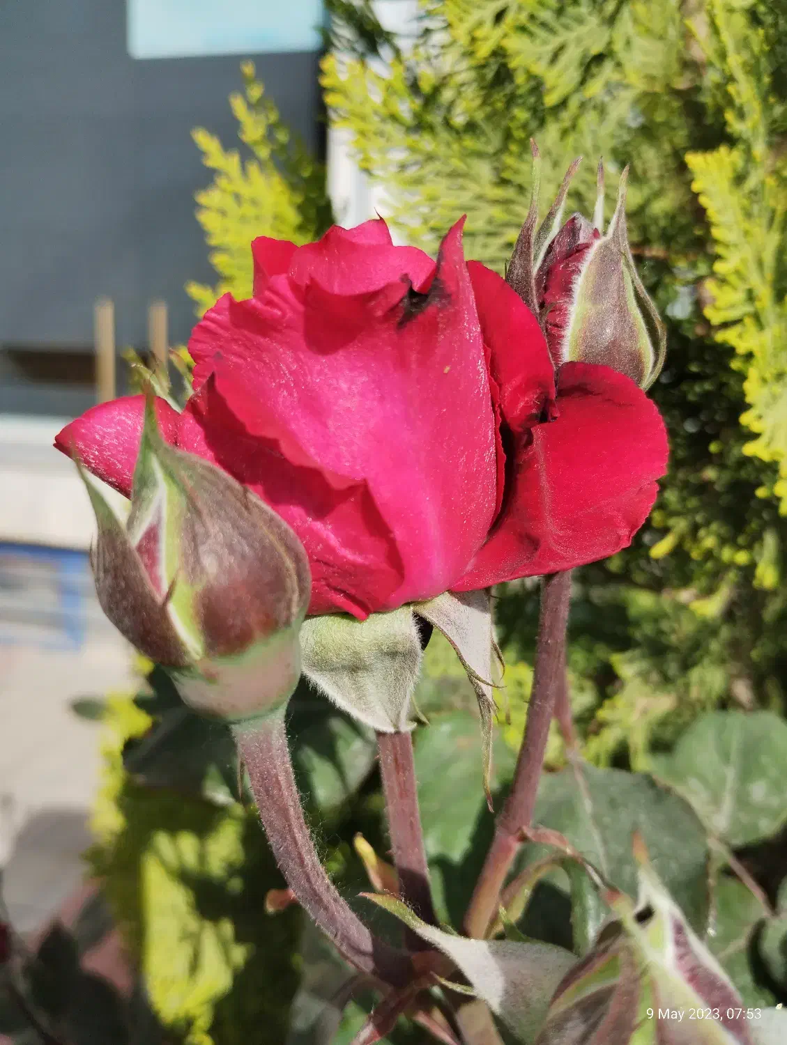 مسافر با سواری دربستی.پژو پارس|خدمات حمل و نقل|ابهر, |دیوار