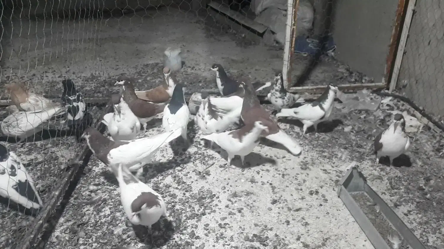 ۱۴کفترشهری پرشی|پرنده|سیمکان, |دیوار