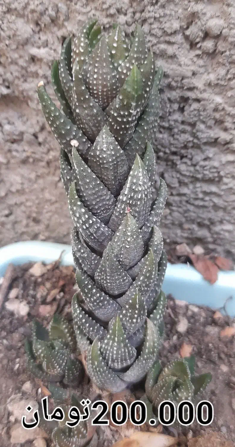 فروش گل طبیعی|گل و گیاه طبیعی|مشهد, شهید شهریاری|دیوار