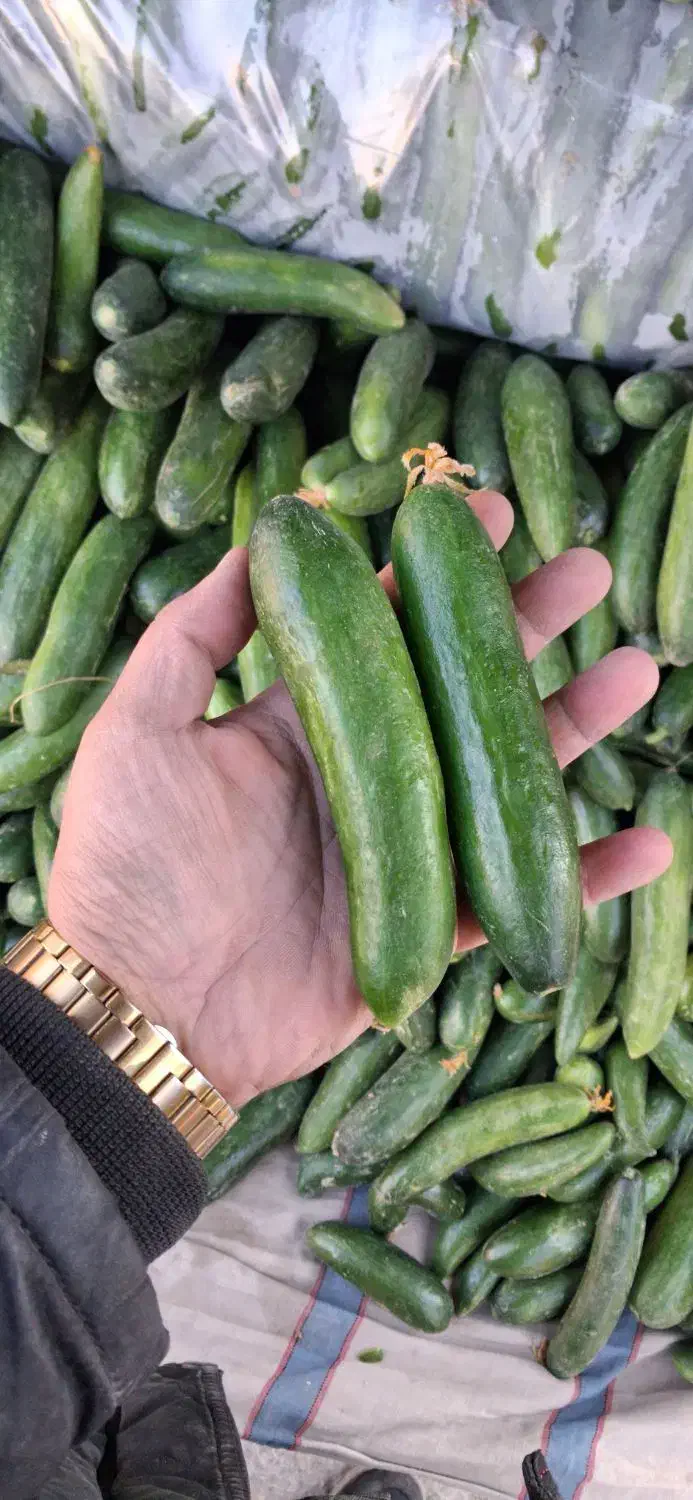 خیار محلی ۲۸ت و ۱۵ت|حراج|جهرم, |دیوار