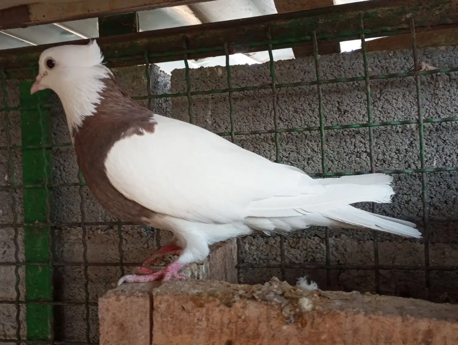 کبوتر طوقی|پرنده|گله دار, |دیوار