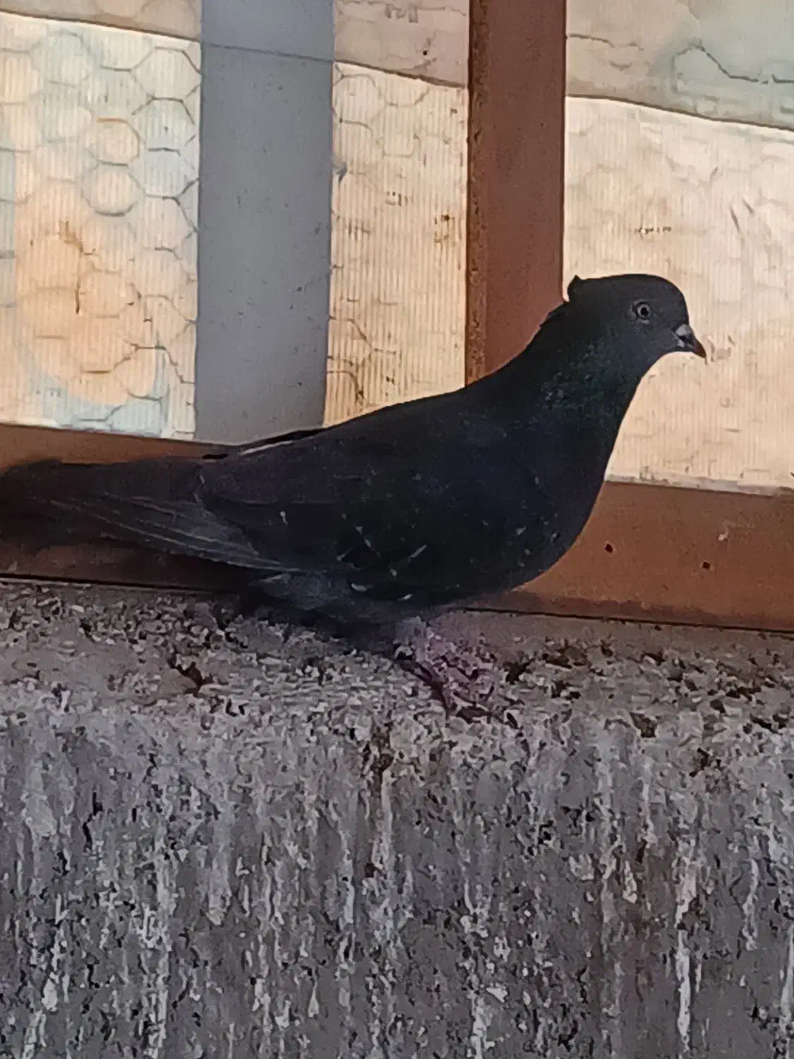 تهرونی|پرنده|اصفهان, حصه جنوبی|دیوار