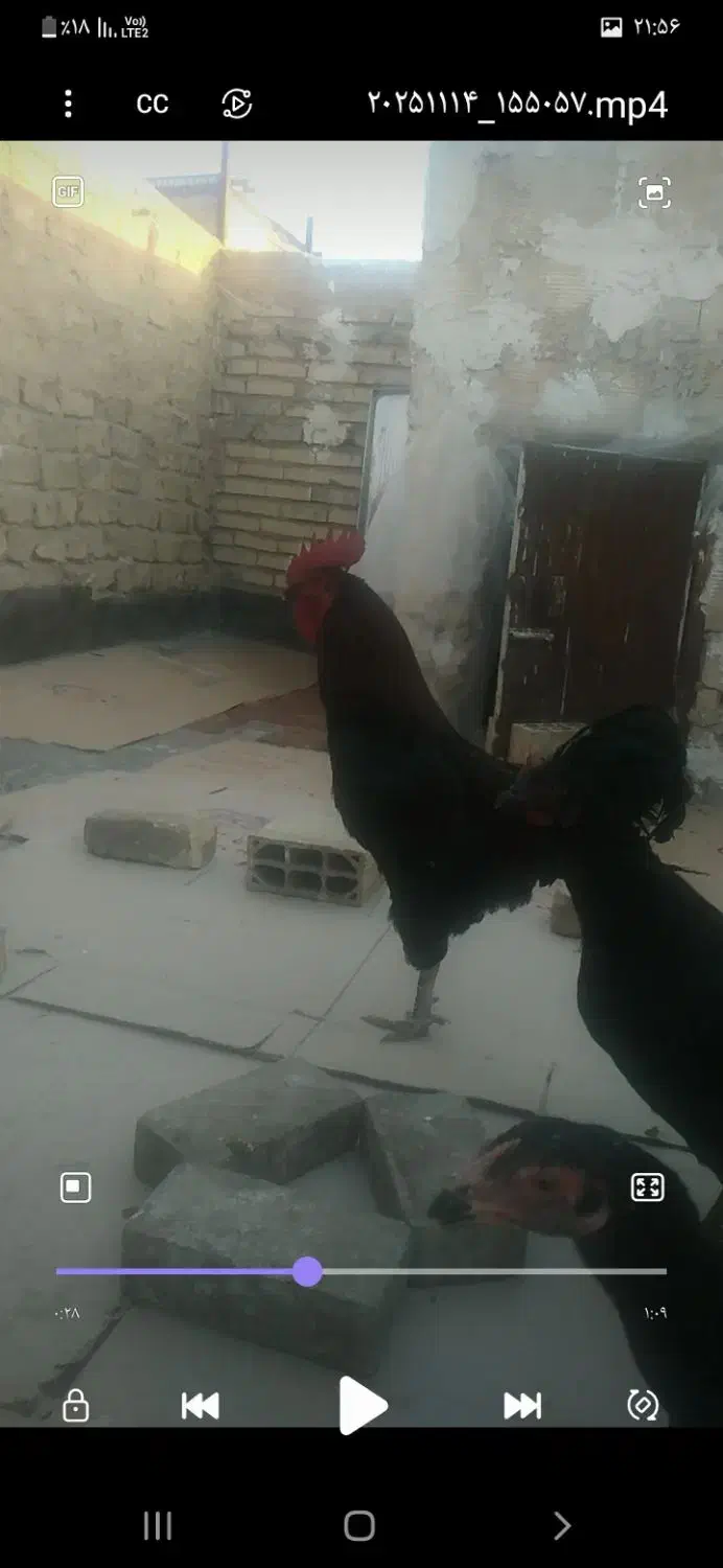 جوجه خروس لاری با یک خروس محلی بزرگ|پرنده|مشهد, شهید قربانی|دیوار