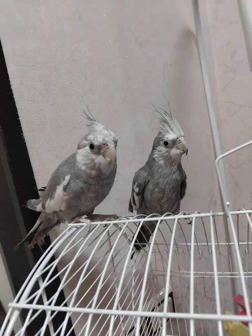 عروس هلندی وایت فیس|پرنده|میاندوآب, |دیوار