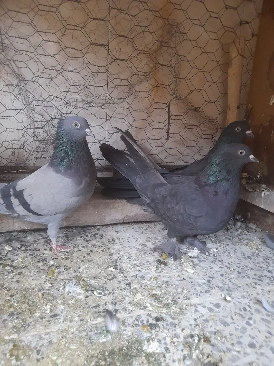 ماده گچی سیاه گرگی|پرنده|شهرکرد, |دیوار