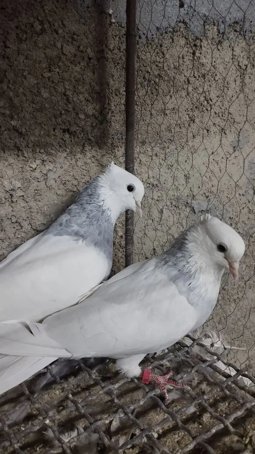 طوقی آبی بدون غلط همراه جوجه|پرنده|اصفهان, زهران|دیوار