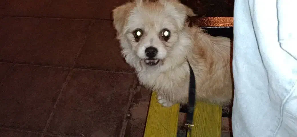 سگ پاکوتاه|سگ|کرج, فاز ۱ مهرشهر|دیوار