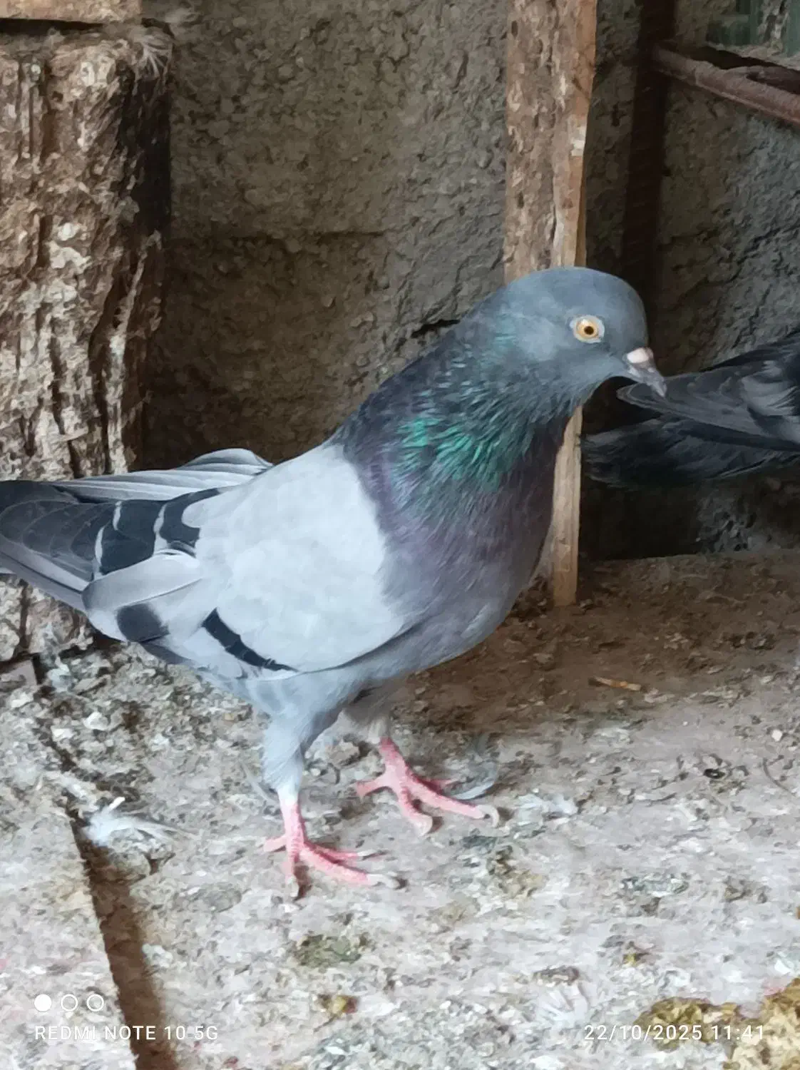 سلطان پرش|پرنده|بندرعباس, |دیوار