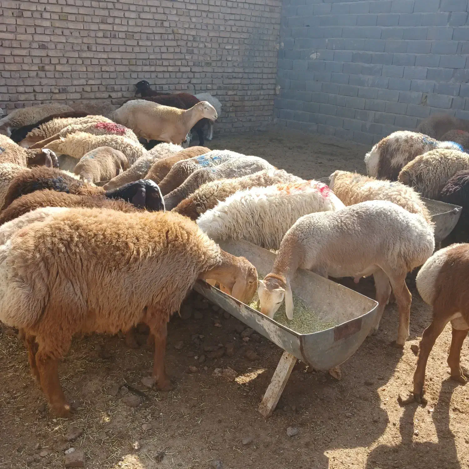 فروش بره|حیوانات مزرعه|تربت جام, میان جام|دیوار