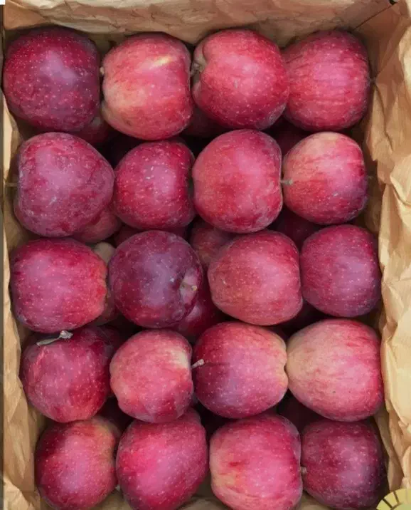 سیب قرمز درجه یک و دو درسردخانه|خوردنی و آشامیدنی|تبریز, |دیوار