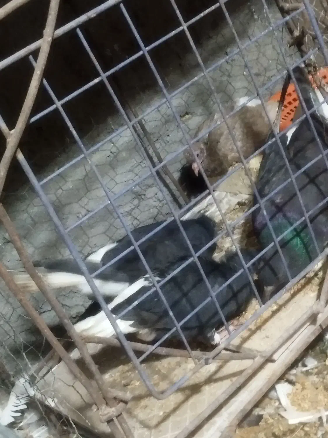 دمسفید|پرنده|شوشتر, |دیوار