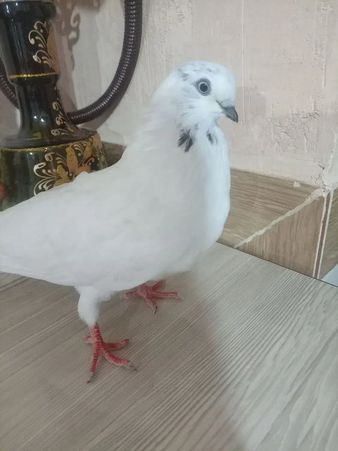 کبوتر|پرنده|آذرشهر, |دیوار