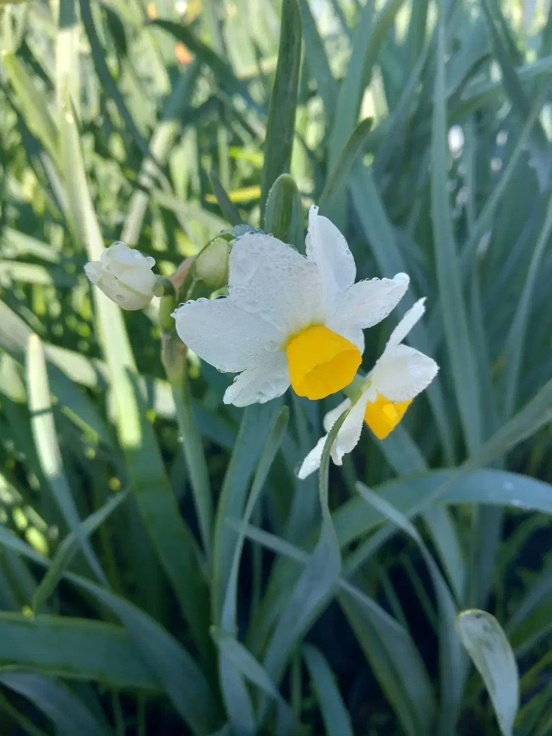 فروش پیاز گل نرگس وگلدان نرگس قبل از گل دادن|گل و گیاه طبیعی|معمولان, |دیوار