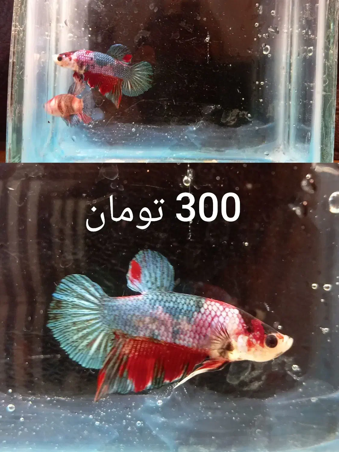 ماهی فایتر|ماهی|تبریز, |دیوار