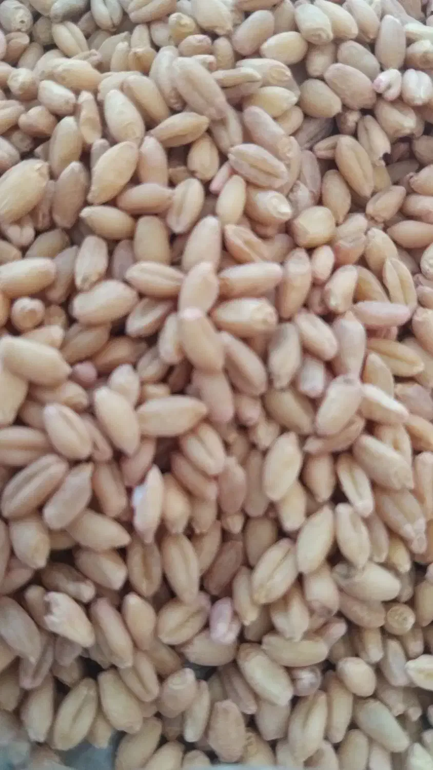 انواع بذر گندم موجود هست|گل و گیاه طبیعی|آق قلا, |دیوار