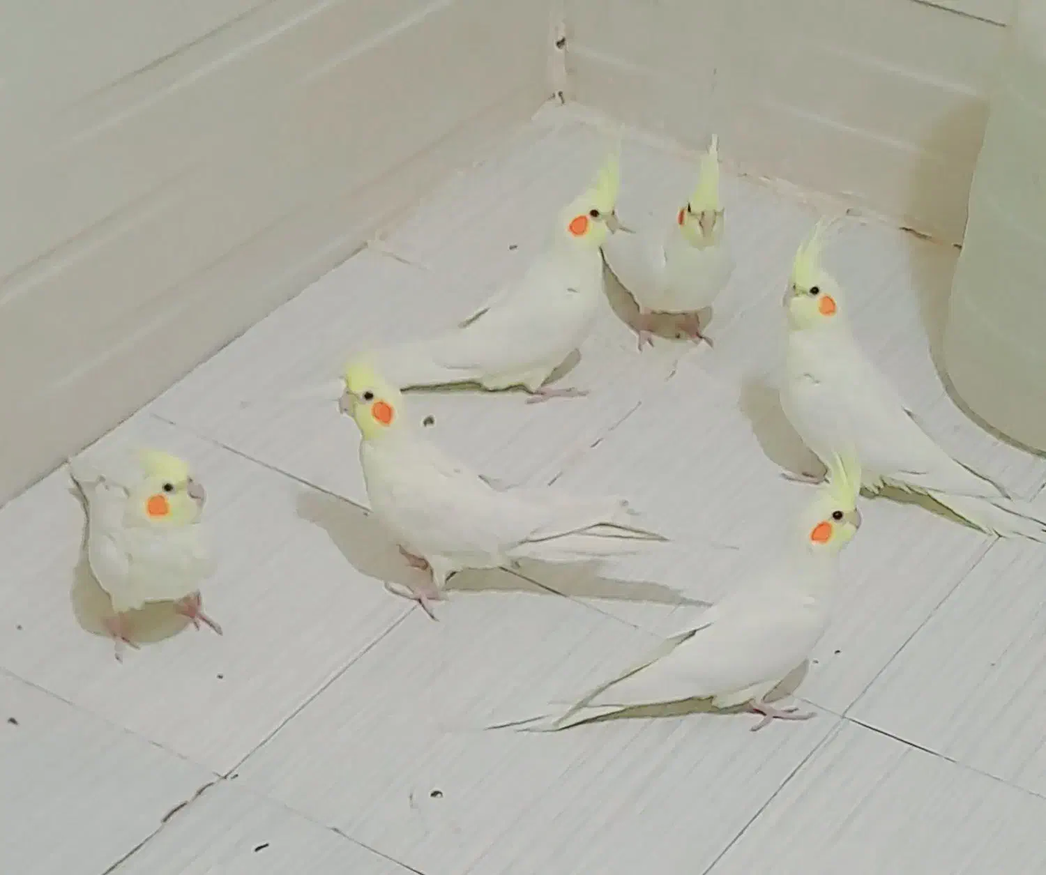 فروش عروس هلندی لوتینیو|پرنده|بهار, |دیوار