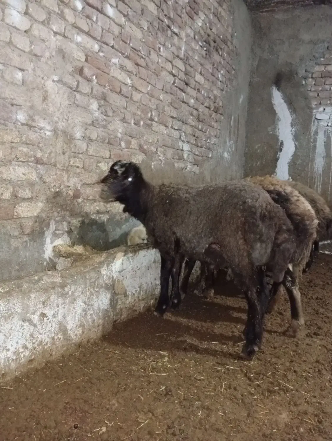 بره نر|حیوانات مزرعه|سامن, |دیوار