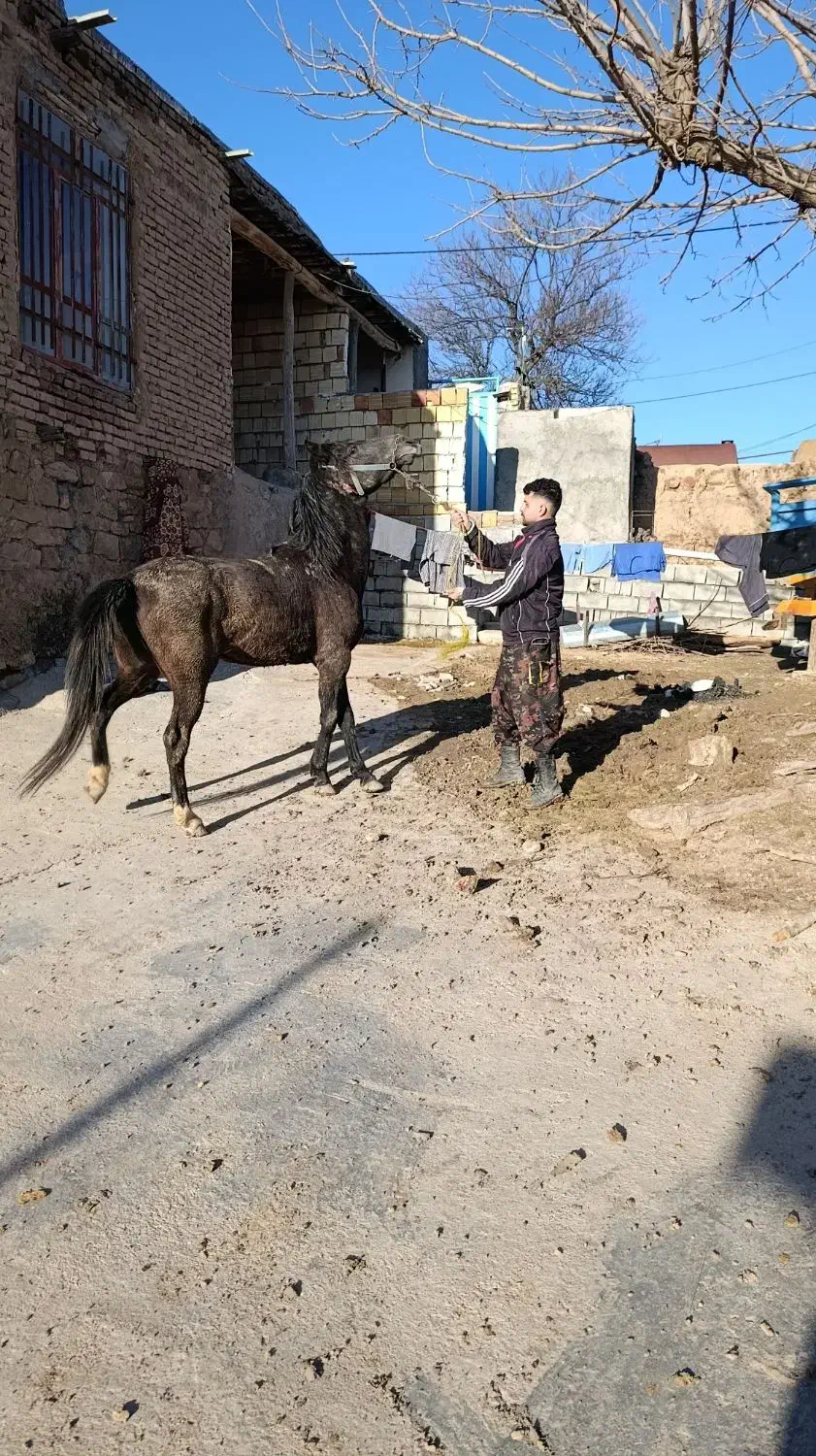 اسب|اسب و تجهیزات اسبسواری|بجنورد, |دیوار