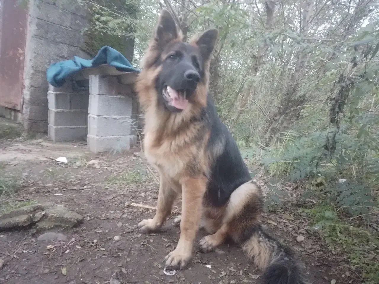 گمشده|حیوانات|فومن, |دیوار