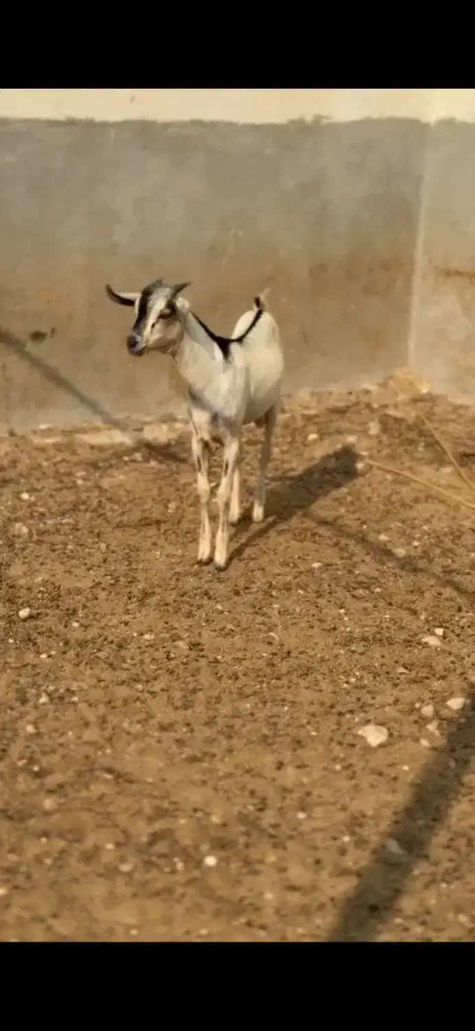 عمانی|حیوانات مزرعه|بوکان, |دیوار