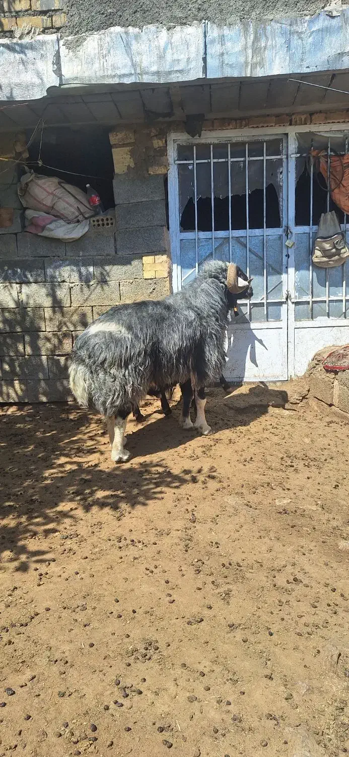 یک راس قوچ افشاری|حیوانات مزرعه|فریدونشهر, |دیوار