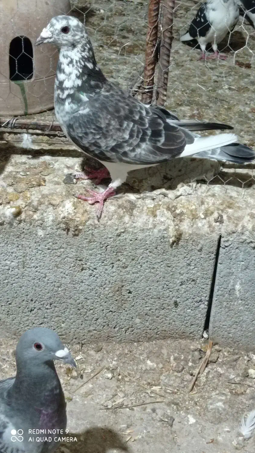 کبوتر رنگی و پلاکی قره|پرنده|شنبه و طسوج, |دیوار