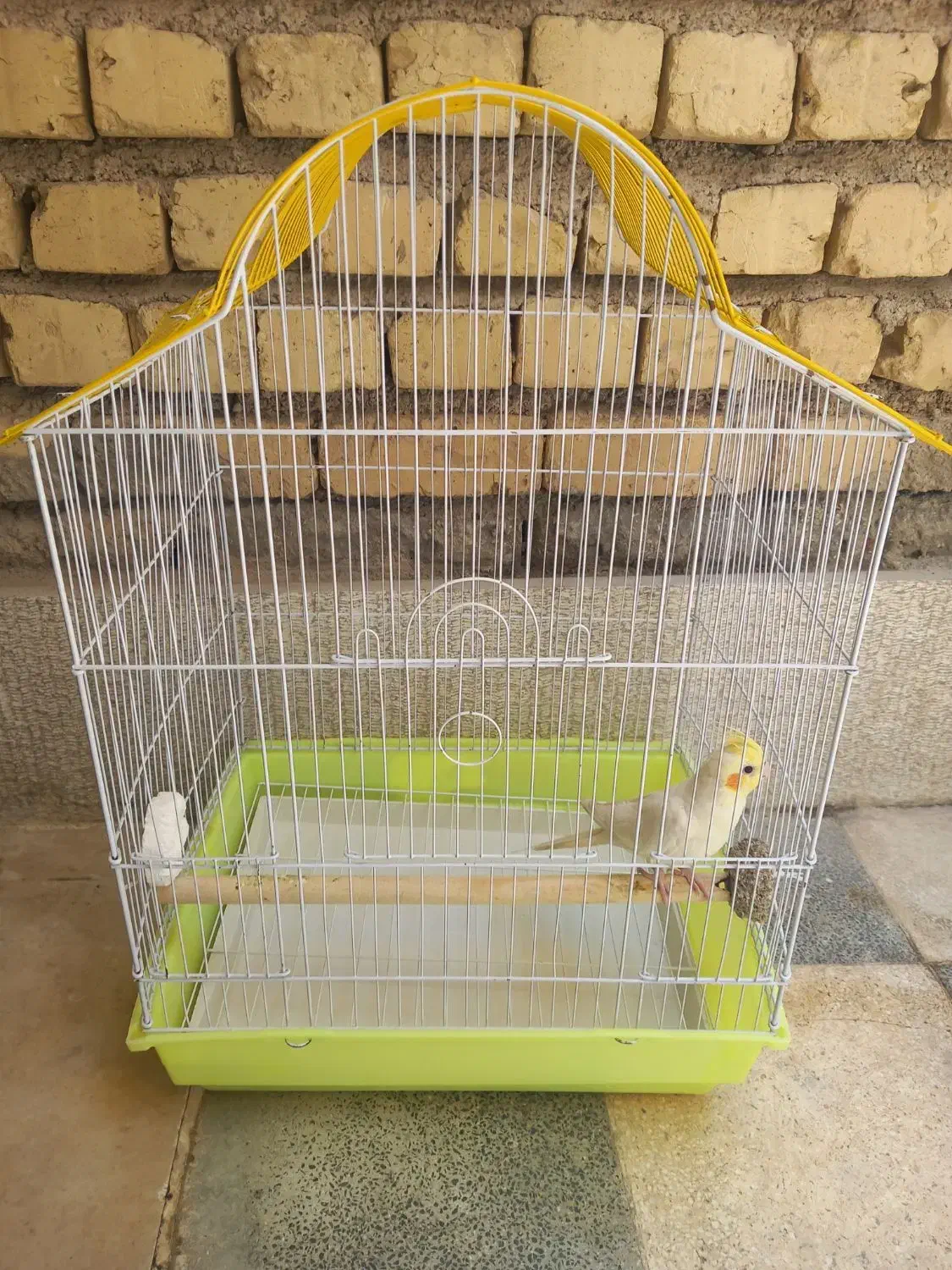 گمشده|پرنده|شیراز, کرونی(خاتونک)|دیوار