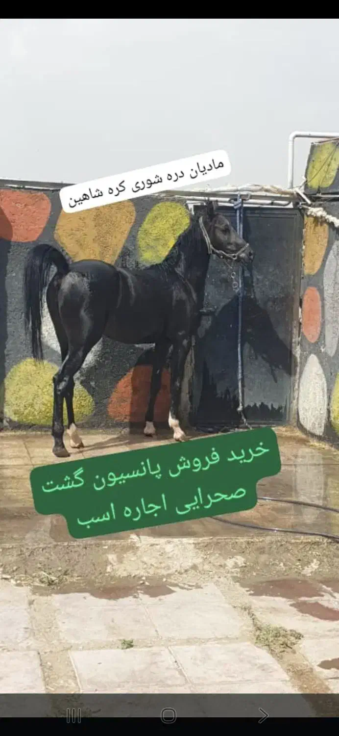 پرورش اسب طاها|خدمات آموزشی|رباطکریم, انجم آباد|دیوار