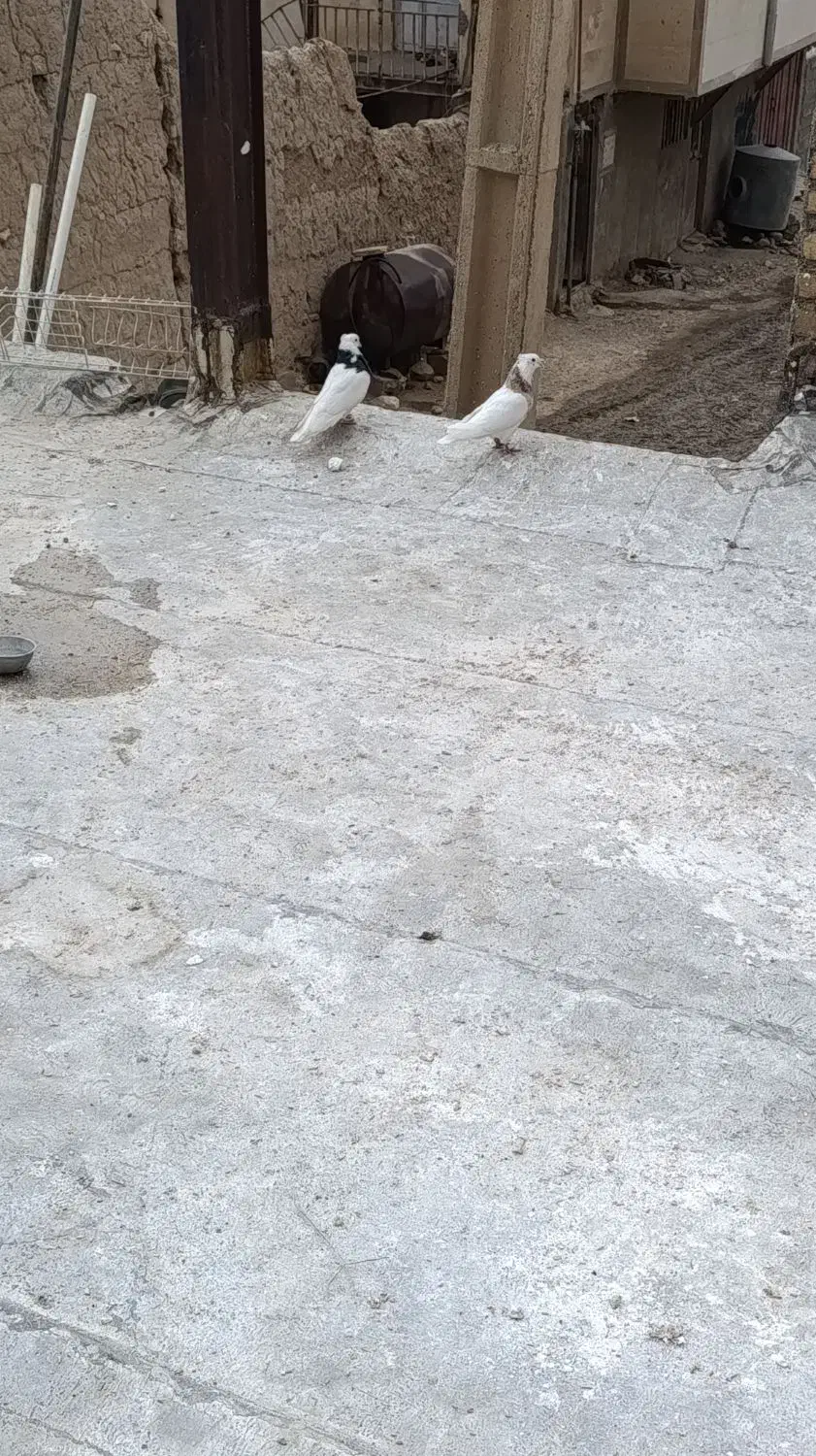 کبوتر طوقی|پرنده|نورآباد, |دیوار