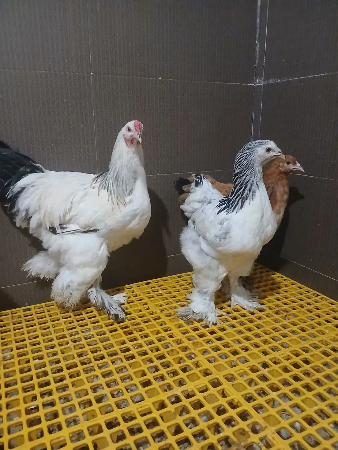 جوجه و نیمچه برهما دم تخم اصیل|حیوانات مزرعه|پیشوا, |دیوار