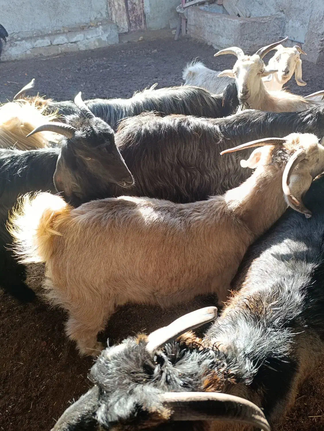 فروش بز|حیوانات مزرعه|شیراز, کوشک میدان|دیوار