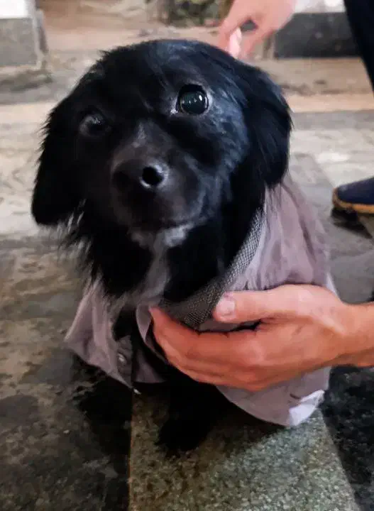 سگ خونگی|سگ|کوچصفهان, |دیوار