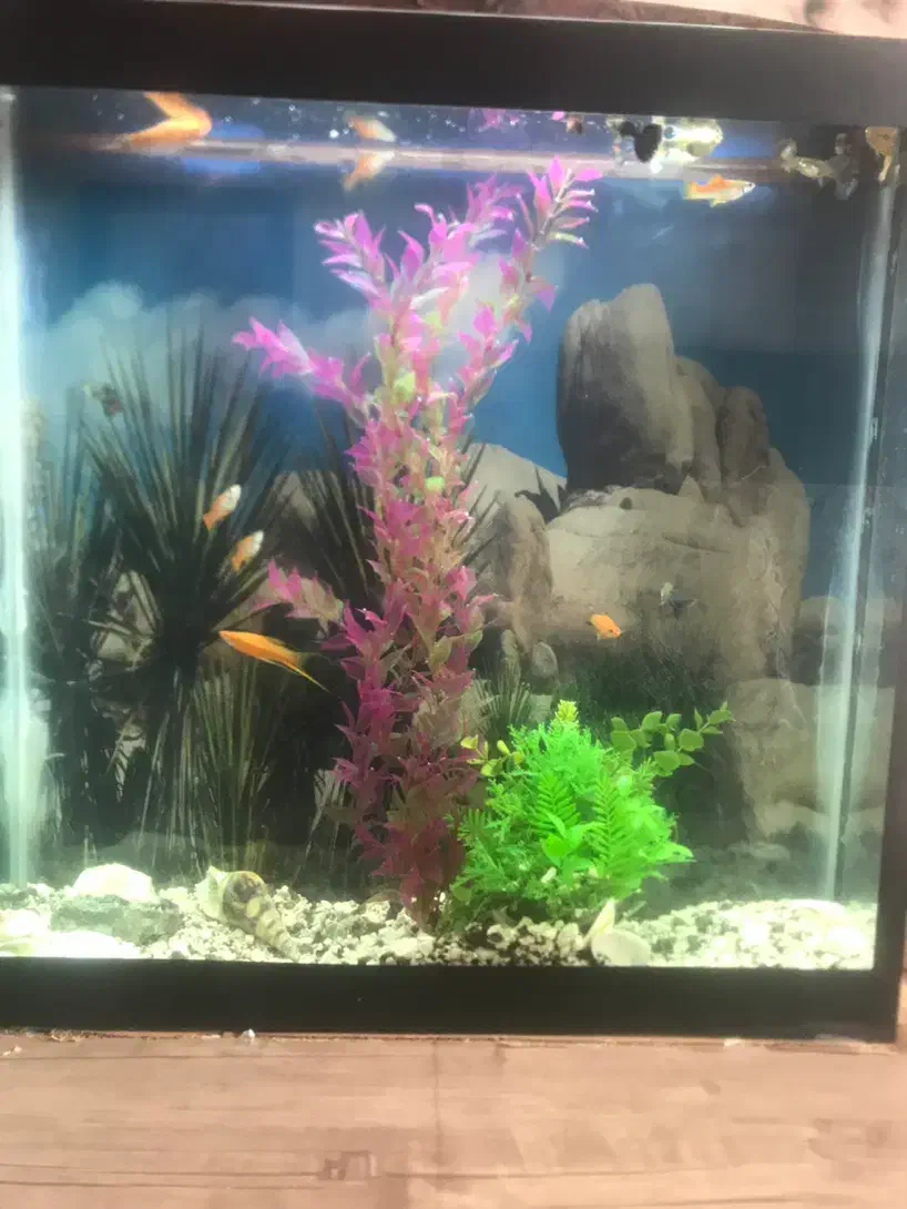 اکواریوم با لوازم و ماهی|ماهی|مشهد, ادیب نیشابوری (شهرک غرب)|دیوار