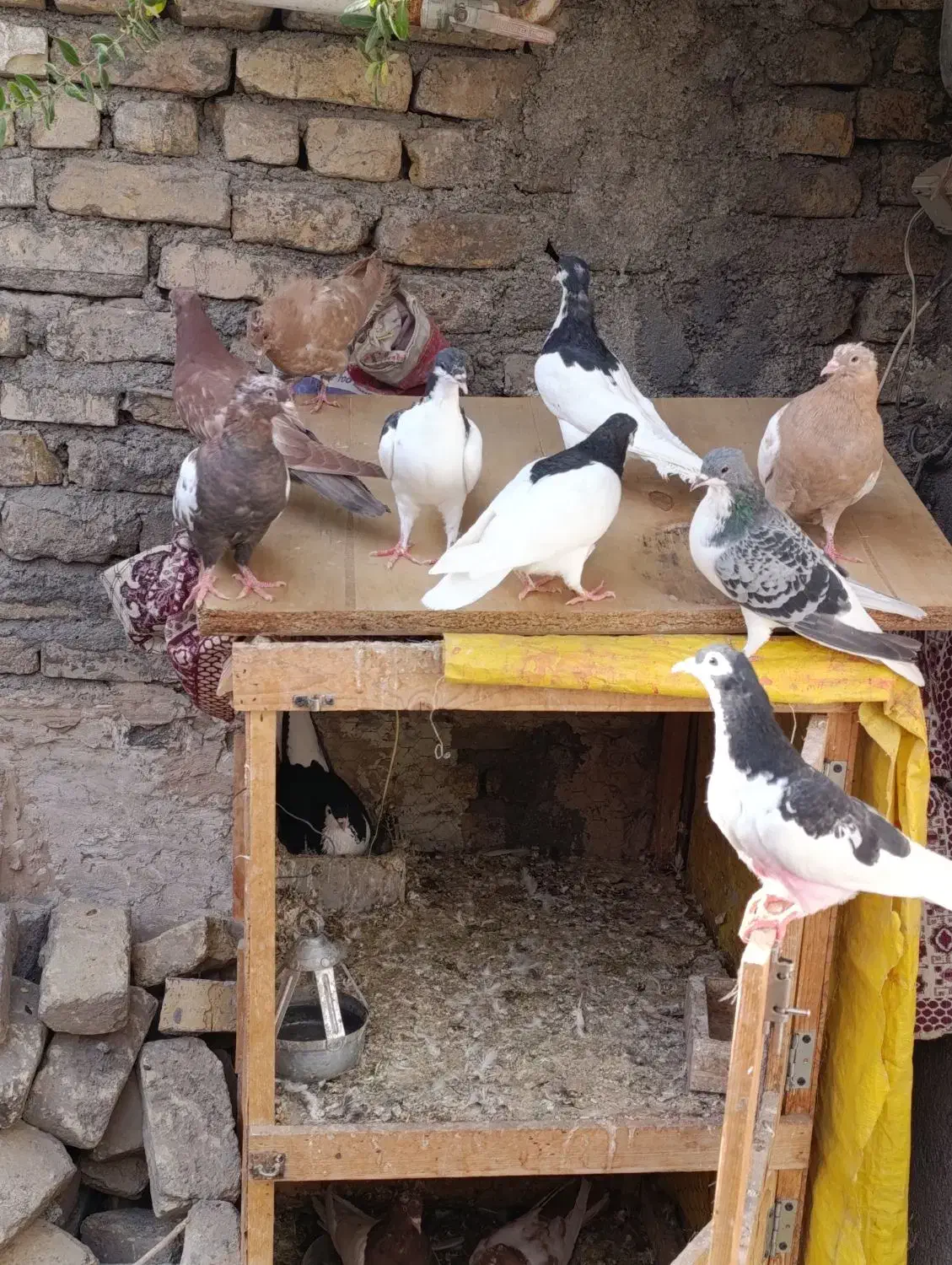 سلام کفتر معاوضه|پرنده|شاندیز, |دیوار