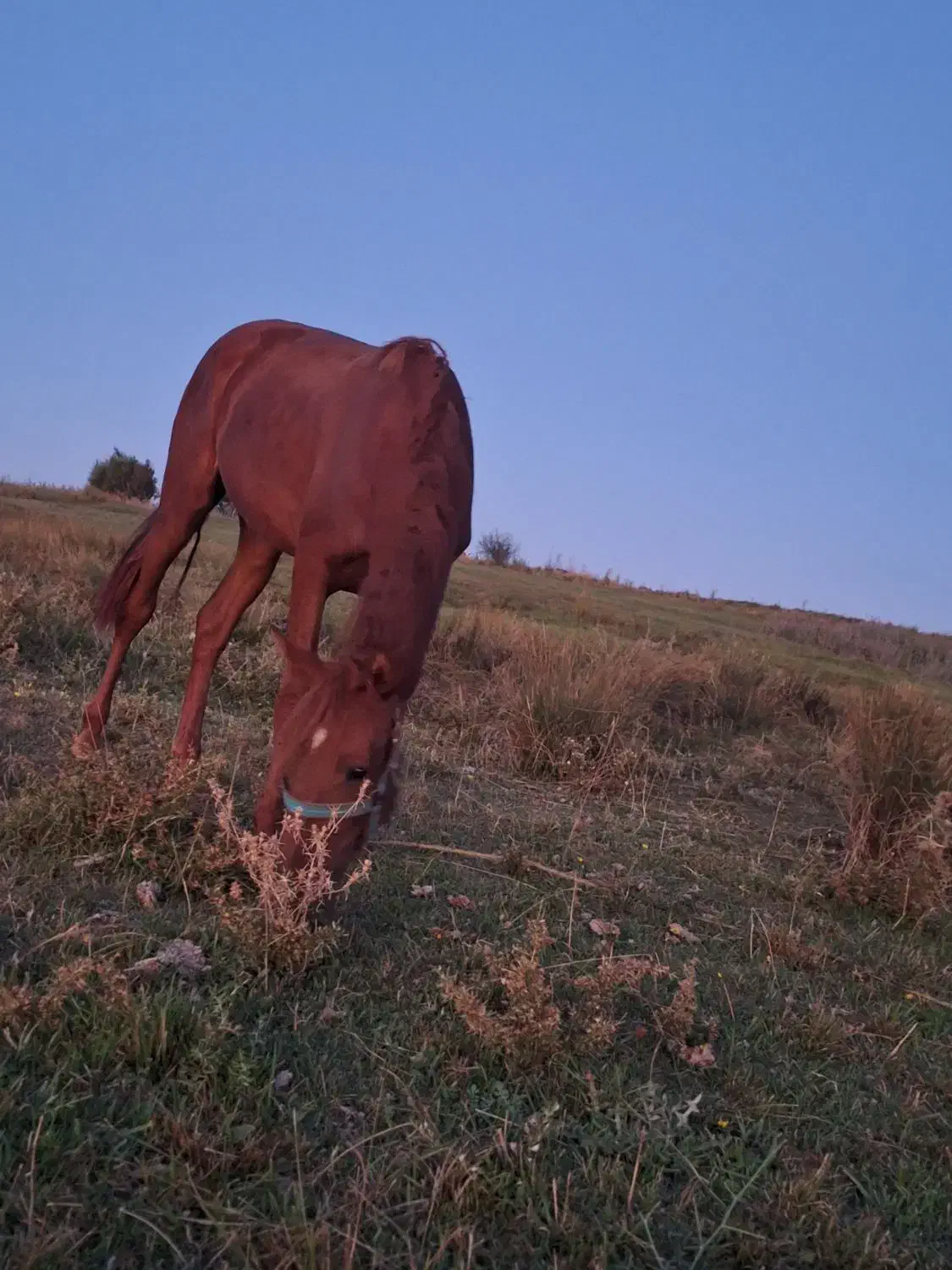 اسب مادیان|اسب و تجهیزات اسبسواری|اهر, |دیوار