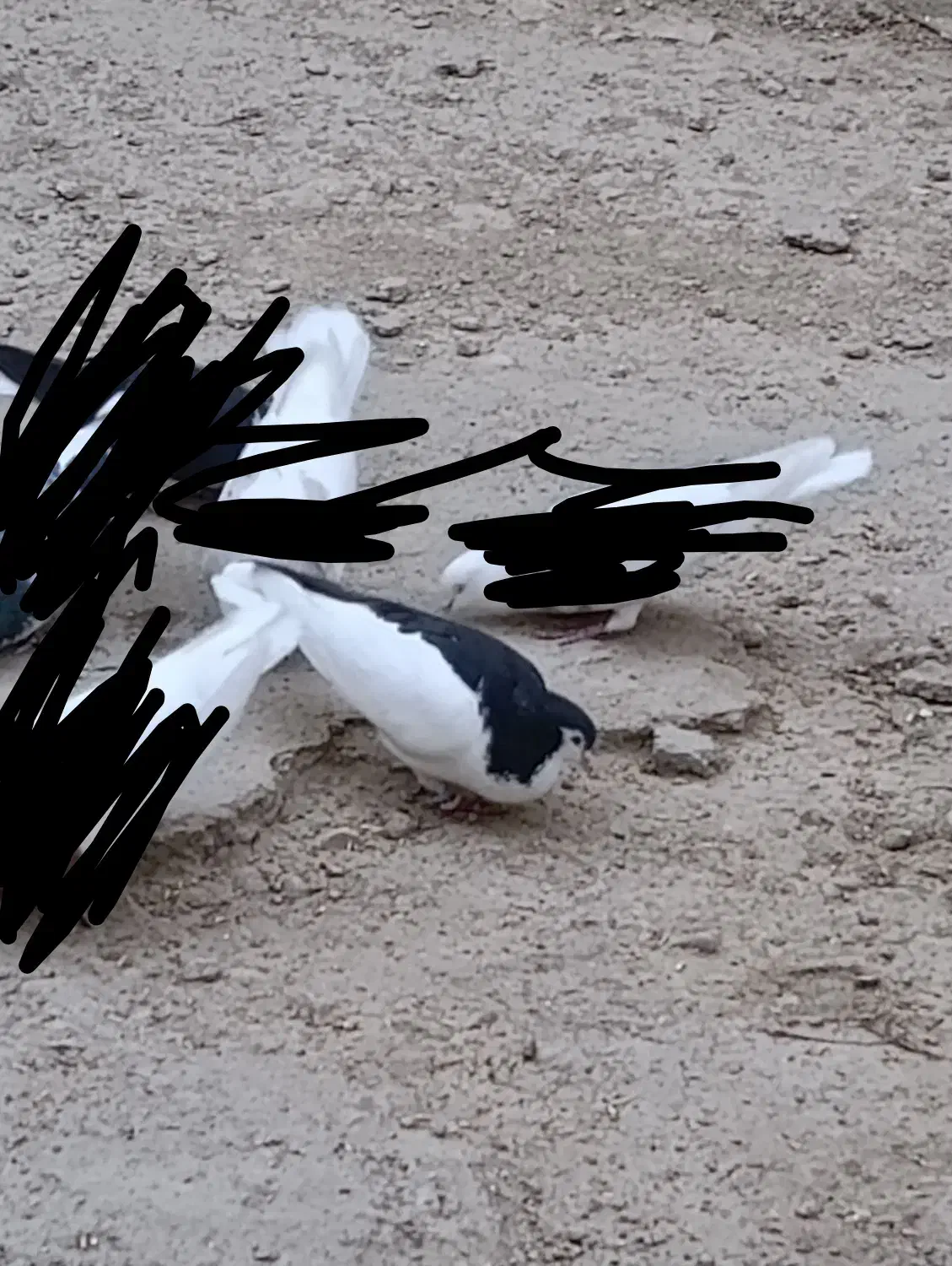 چپ سیاه نر|پرنده|بهبهان, |دیوار