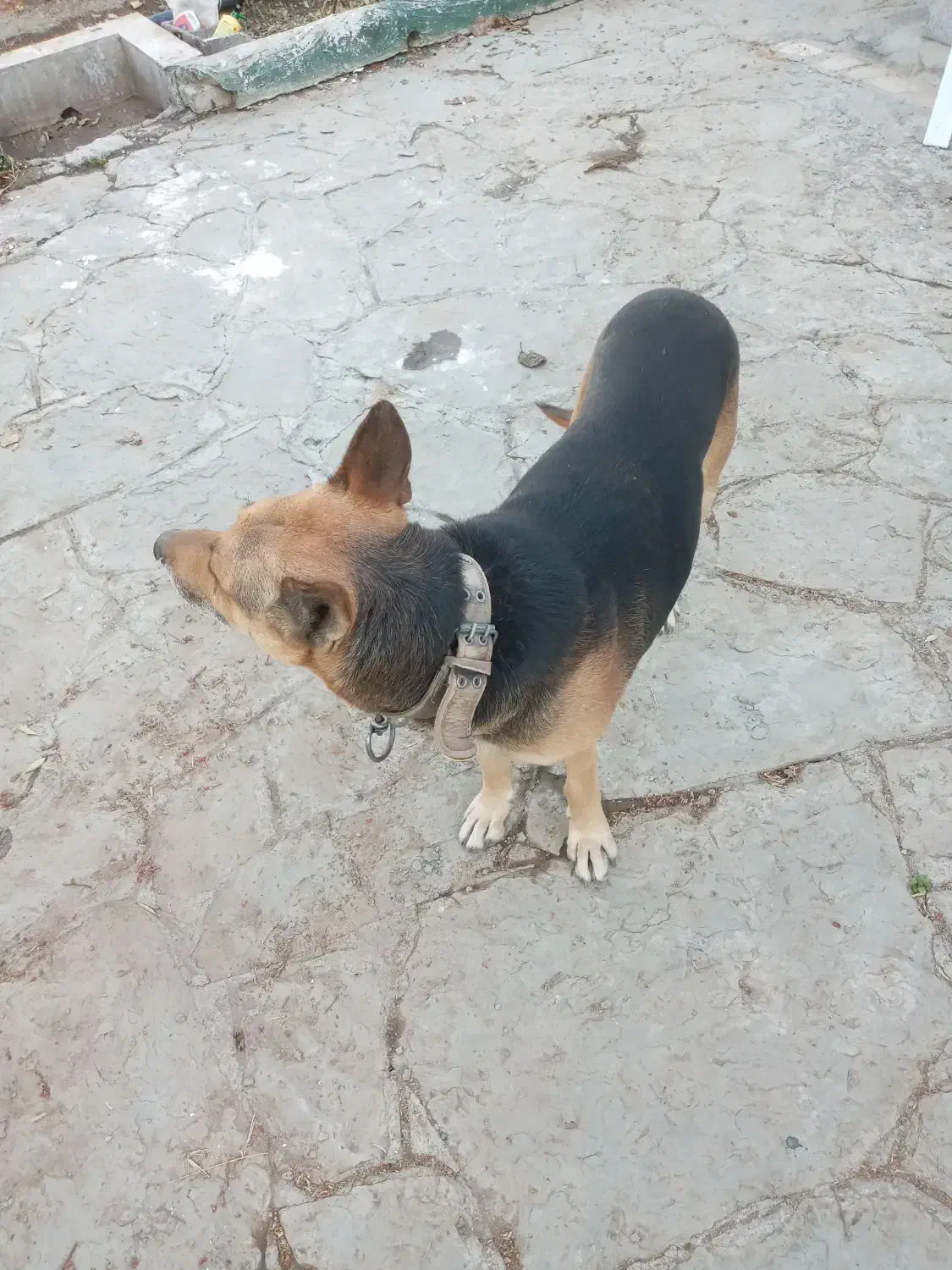 سگ نگهبان|سگ|مشهد, امین آباد|دیوار