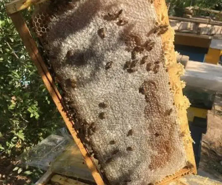 عسل بشرط طبیعی تضمینی فقط ۵۰۰هزارزیرقیمت بازار|خوردنی و آشامیدنی|سقز, |دیوار