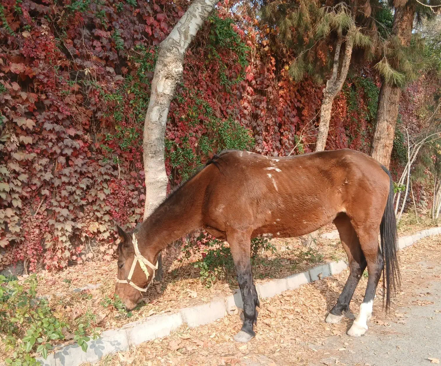 مادیان قدم آرام|اسب و تجهیزات اسبسواری|مشهد, شهرک صنعتی توس|دیوار