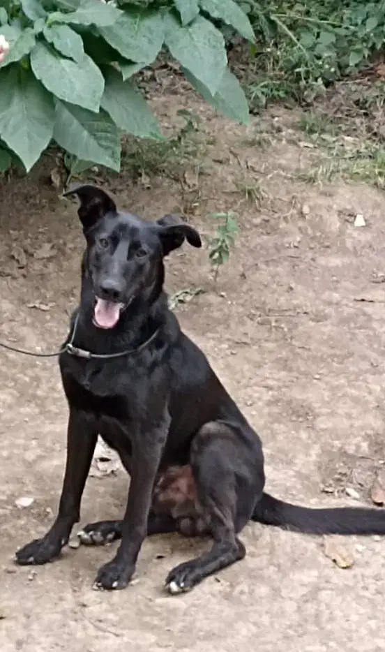 فروش سگ ژرمن شپرد|سگ|ماسال, |دیوار