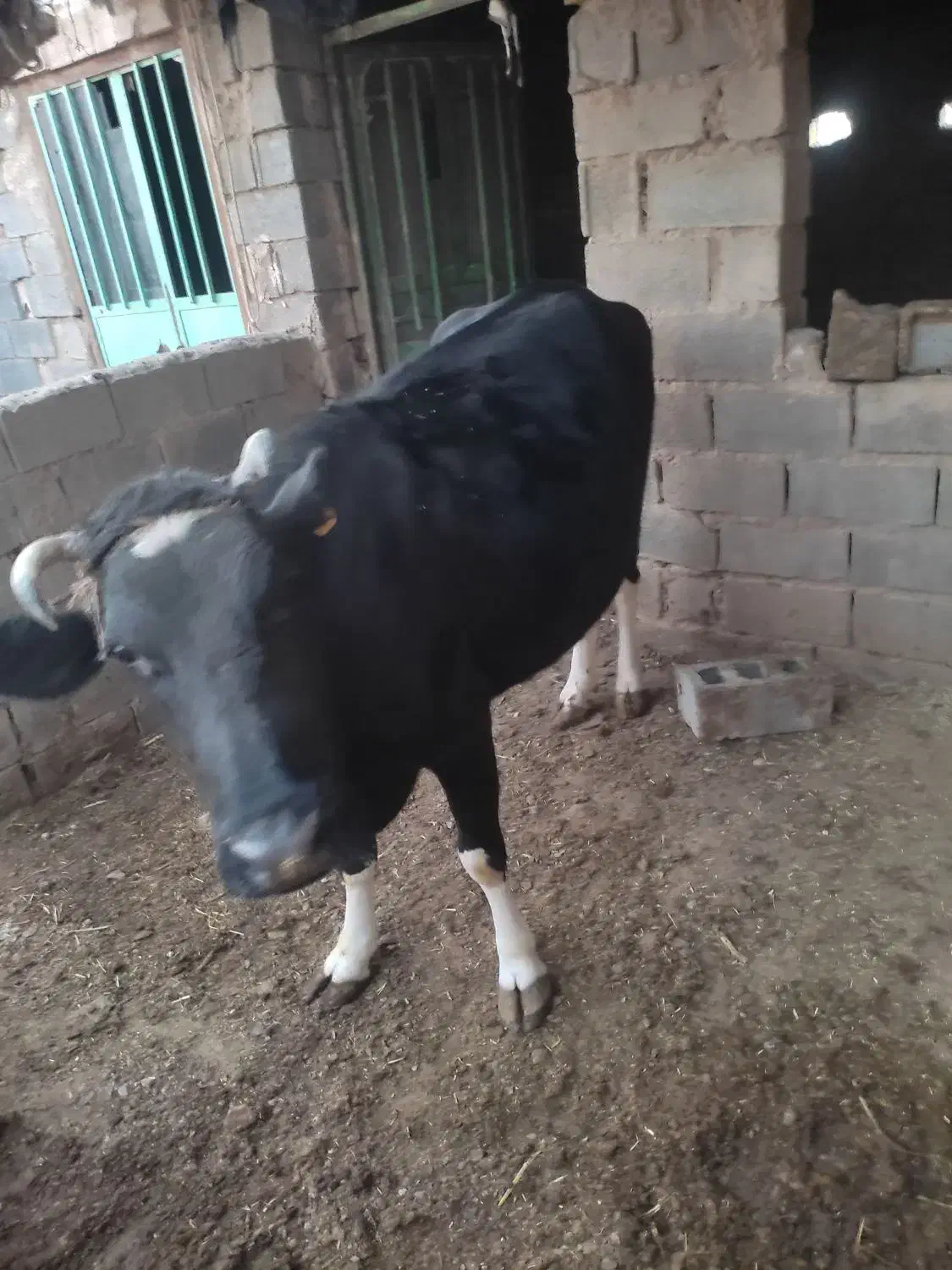 گاو دو رگه|حیوانات مزرعه|زیرکوه, |دیوار