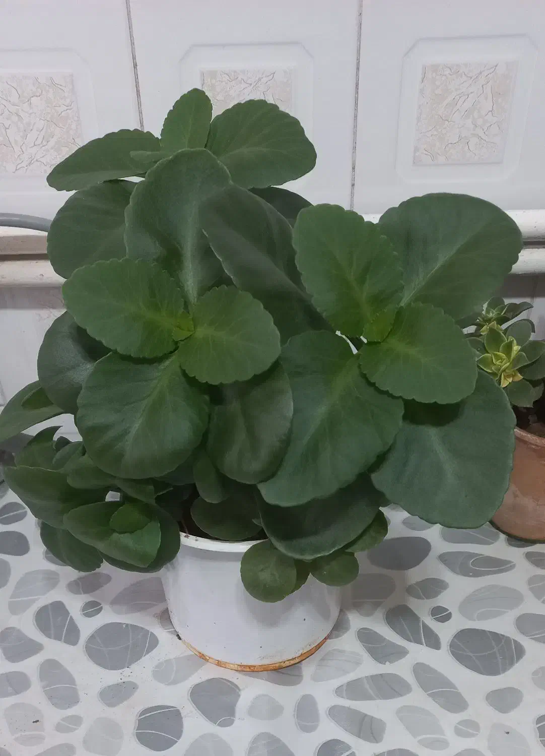 گلهای طبیعی وشاداب ابهر|گل و گیاه طبیعی|ابهر, |دیوار